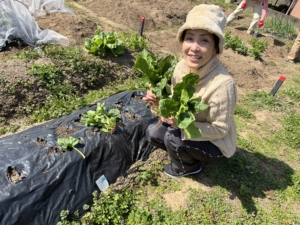 自然農作物の収穫