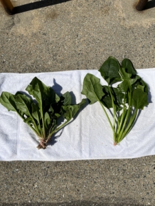 市販のホウレンソウとの比較