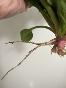 自然栽培のホウレンソウの根