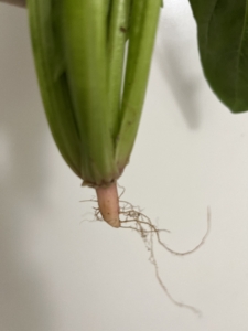 市販のホウレンソウの根