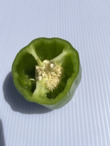 おいしいピーマンの選び方