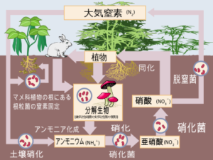 植物を取り囲む生態系